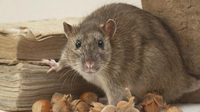 Tikus